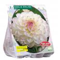 Baltus Dahlia Ball Eveline bloembol per 1 stuk