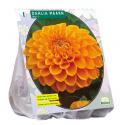 Baltus Dahlia Ball Maarn bloembol per 1 stuks