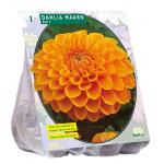 Baltus Dahlia Ball Maarn bloembol per 1 stuks