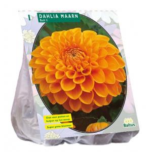 Baltus Dahlia Ball Maarn bloembol per 1 stuks