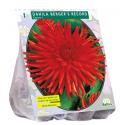 Baltus Dahlia Cactus Berger's Record bloembol per 1 stuks