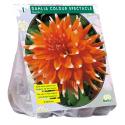 Baltus Dahlia Cactus Colour Spectacle bloembol per 1 stuks