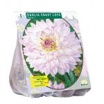 Baltus Dahlia Cactus Crazy Love bloembol per 1 stuks