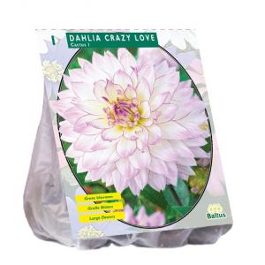 Baltus Dahlia Cactus Crazy Love bloembol per 1 stuks