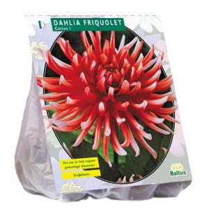 Baltus Dahlia Cactus Friquolet bloembol per 1 stuks