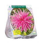 Baltus Dahlia Cactus Good Earth bloembol per 1 stuks