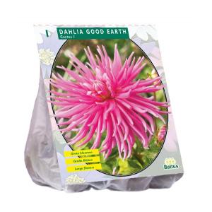 Baltus Dahlia Cactus Good Earth bloembol per 1 stuks