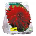 Baltus Dahlia Cactus Helga bloembol per 1 stuks