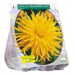 Baltus Dahlia Cactus Kennemerland bloembol per 1 stuks