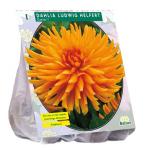 Baltus Dahlia Cactus Ludwig Helfert bloembol per 1 stuks