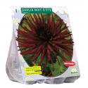 Baltus Dahlia Cactus Nuit d'ete bloembol per 1 stuks