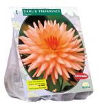 Baltus Dahlia Cactus Preference bloembol per 1 stuks