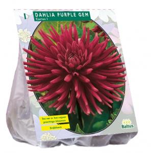 Baltus Dahlia Cactus Purple Gem bloembol per 1 stuks