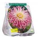 Baltus Dahlia Cactus Stars Favourite bloembol per 1 stuks