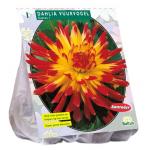 Baltus Dahlia Cactus Vuurvogel bloembol per 1 stuks