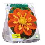 Baltus Dahlia Collarette Alstergruss bloembol per 1 stuks