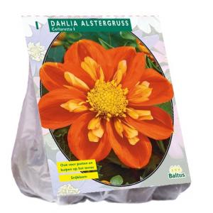 Baltus Dahlia Collarette Alstergruss bloembol per 1 stuks