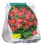 Baltus Dahlia Collarette Hartenaas bloembol per 1 stuks