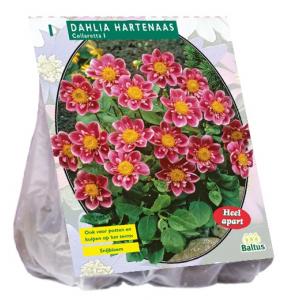 Baltus Dahlia Collarette Hartenaas bloembol per 1 stuks