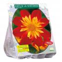 Baltus Dahlia Collarette La Gioconda bloembol per 1 stuks