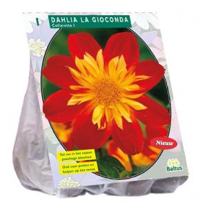 Baltus Dahlia Collarette La Gioconda bloembol per 1 stuks