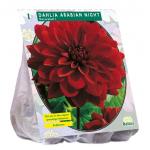 Baltus Dahlia Decoratief Arabian Night bloembol per 1 stuks