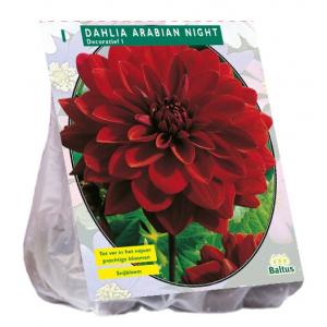 Baltus Dahlia Decoratief Arabian Night bloembol per 1 stuks