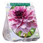 Baltus Dahlia Decoratief Creme de Cassis bloembol per 1 stuks