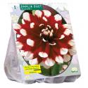 Baltus Dahlia Decoratief Duet bloembol per 1 stuks