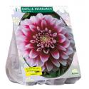 Baltus Dahlia Decoratief Edinburgh bloembol per 1 stuks