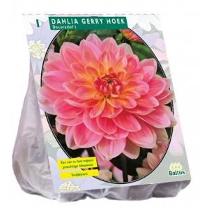 Baltus Dahlia Decoratief Gerry Hoek bloembol per 1 stuks