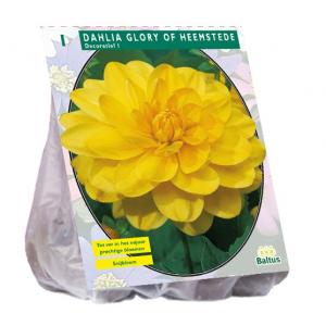 Baltus Dahlia Decoratief Glory of Heemstede bloembol per 1 stuks