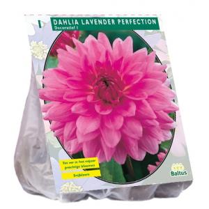 Baltus Dahlia Decoratief Lavender Perfection bloembol per 1 stuks