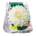 Baltus Dahlia Decoratief Lillehammer bloembol per 1 stuks