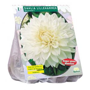 Baltus Dahlia Decoratief Lillehammer bloembol per 1 stuks