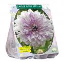 Baltus Dahlia Decoratief Mom's Special bloembol per 1 stuks