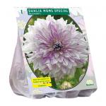 Baltus Dahlia Decoratief Mom's Special bloembol per 1 stuks