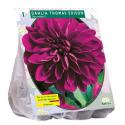 Baltus Dahlia Decoratief Thomas Edison bloembol per 1 stuks