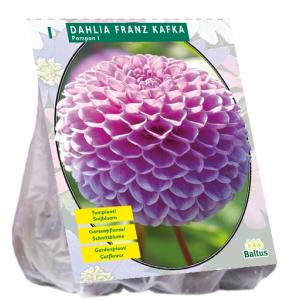 Baltus Dahlia Franz Kafka bloembol per 1 stuks