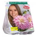 Baltus Dahlia Giant Dec. Sir Alfred Ramsey bloembol per 1 stuks