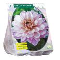 Baltus Dahlia Harmony bloembol per 1 stuks