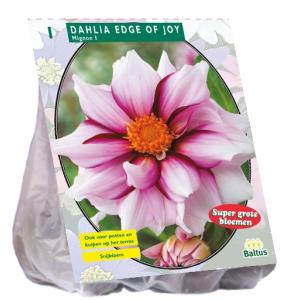 Baltus Dahlia Mignon Edge of joy bloembol per 1 stuks