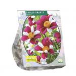 Baltus Dahlia Mignon Smarty bloembol per 1 stuks