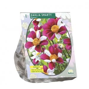 Baltus Dahlia Mignon Smarty bloembol per 1 stuks