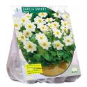 Baltus Dahlia Mignon Sneezy bloembol per 1 stuks