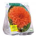 Baltus Dahlia Orange bloembol per 1 stuks