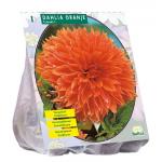 Baltus Dahlia Orange bloembol per 1 stuks