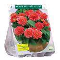 Baltus Dahlia Park Berliner Kleene bloembol per 1 stuks