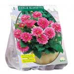 Baltus Dahlia Park Bluesette bloembol per 1 stuks