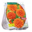 Baltus Dahlia Park Nugget bloembol per 1 stuks